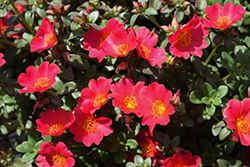 Mega Pazzaz Dark Pink Portulaca (Portulaca oleracea 'Mega Pazzaz Dark Pink') at Lakeshore Garden Centres