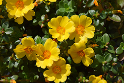 Mega Pazzaz Gold Portulaca (Portulaca oleracea 'Mega Pazzaz Gold') at Lakeshore Garden Centres