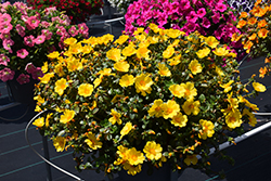 Mega Pazzaz Gold Portulaca (Portulaca oleracea 'Mega Pazzaz Gold') at Lakeshore Garden Centres