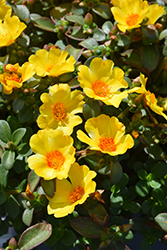 Mega Pazzaz Yellow Twist Portulaca (Portulaca oleracea 'Mega Pazzaz Yellow Twist') at Lakeshore Garden Centres