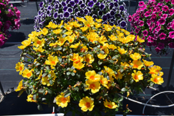 Mega Pazzaz Yellow Twist Portulaca (Portulaca oleracea 'Mega Pazzaz Yellow Twist') at Lakeshore Garden Centres