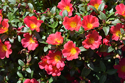 Pazzaz Red Flare Portulaca (Portulaca oleracea 'Pazzaz Red Flare') at Lakeshore Garden Centres
