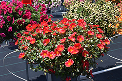 Pazzaz Nano Tropical Punch Portulaca (Portulaca oleracea 'Pazzaz Nano Tropical Punch') at Lakeshore Garden Centres