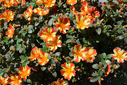 Pazzaz Nano Orange Twist Portulaca (Portulaca oleracea 'Pazzaz Nano Orange Twist') at Lakeshore Garden Centres