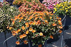 Pazzaz Nano Orange Twist Portulaca (Portulaca oleracea 'Pazzaz Nano Orange Twist') at Lakeshore Garden Centres