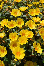 Pazzaz Nano Gold Portulaca (Portulaca oleracea 'Pazzaz Nano Gold') at Lakeshore Garden Centres