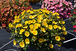 Pazzaz Nano Gold Portulaca (Portulaca oleracea 'Pazzaz Nano Gold') at Lakeshore Garden Centres