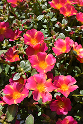 Mega Pazzaz Pink Twist Portulaca (Portulaca oleracea 'Mega Pazzaz Pink Twist') at Lakeshore Garden Centres