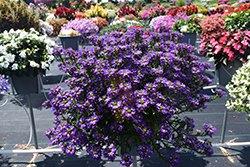 Touch Indigo Fan Flower (Scaevola aemula 'Touch Indigo') at Lakeshore Garden Centres