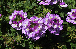 Vanessa Compact Bicolor Purple Verbena (Verbena 'Vanessa Compact Bicolor Purple') at Stonegate Gardens