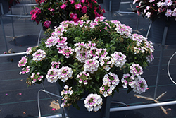 Vanessa Compact Bicolor Rose Verbena (Verbena 'Vanessa Compact Bicolor Rose') at Lakeshore Garden Centres
