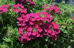 Vanessa Compact Bordeaux Verbena (Verbena 'Vanessa Compact Bordeaux') at Lakeshore Garden Centres
