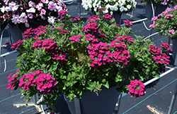 Vanessa Compact Bordeaux Verbena (Verbena 'Vanessa Compact Bordeaux') at Lakeshore Garden Centres