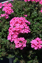 Vanessa Compact Deep Pink Verbena (Verbena 'Vanessa Compact Deep Pink') at Lakeshore Garden Centres