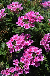 Vanessa Compact Rose Verbena (Verbena 'Vanessa Compact Rose') at Lakeshore Garden Centres