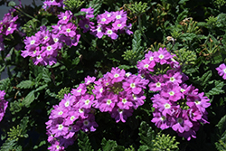 Vanessa Compact Optik Grape Verbena (Verbena 'Vanessa Compact Optik Grape') at Lakeshore Garden Centres