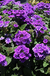 Vanessa Purple Verbena (Verbena 'Vanessa Purple') at Stonegate Gardens
