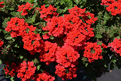 Vanessa Red Verbena (Verbena 'Vanessa Red') at Lakeshore Garden Centres