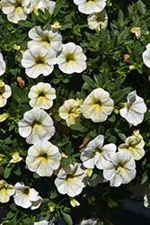 Colibri Blizzard Calibrachoa (Calibrachoa 'Colibri Blizzard') at Lakeshore Garden Centres