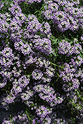 Stream Lavender Sweet Alyssum (Lobularia maritima 'Stream Lavender') at Stonegate Gardens