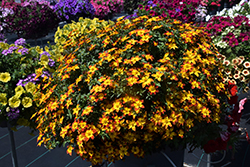 Blazing Fire  Bidens (Bidens ferulifolia 'Blazing Fire') at Lakeshore Garden Centres