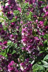 AngelDance Fuchsia Bicolor Angelonia (Angelonia angustifolia 'Baladanucb') at Stonegate Gardens