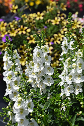 Archangel White Angelonia (Angelonia angustifolia 'Balarcwite') at Stonegate Gardens