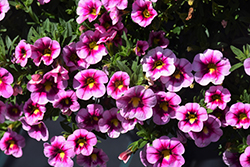 Bumble Bee Pink Calibrachoa (Calibrachoa 'Balcanumbi') at Lakeshore Garden Centres