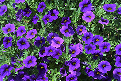 Cabaret Midnight Blue Calibrachoa (Calibrachoa 'Balcabightlu') at Lakeshore Garden Centres