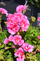 Dynamo Pink Flare Geranium (Pelargonium 'TOSTB2057') at Lakeshore Garden Centres