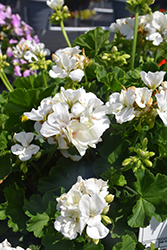 Dynamo White Geranium (Pelargonium 'Dynamo White') at Stonegate Gardens
