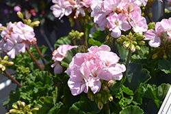 Fantasia Appleblossom Geranium (Pelargonium 'Tosfanbloss') at Lakeshore Garden Centres