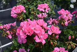 Fantasia Pink Geranium (Pelargonium 'Fantasia Pink') at Lakeshore Garden Centres