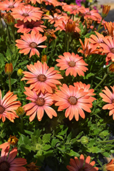 Serenity Coral Magic African Daisy (Osteospermum 'Balsercoric') at Lakeshore Garden Centres