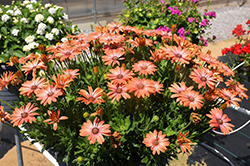 Serenity Coral Magic African Daisy (Osteospermum 'Balsercoric') at Lakeshore Garden Centres