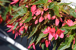 Mistral Pink Begonia (Begonia boliviensis 'KLEBG16500') at Stonegate Gardens
