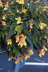 Mistral Yellow Begonia (Begonia boliviensis 'KLEBG16495') at Stonegate Gardens