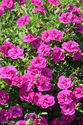 MiniFamous Neo Double Purple Calibrachoa (Calibrachoa 'KLECA14276') at Stonegate Gardens
