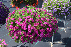 MiniFamous Neo Double Purple Calibrachoa (Calibrachoa 'KLECA14276') at Stonegate Gardens