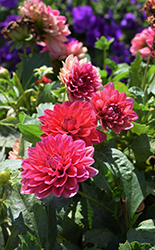 Dalaya Raspberry Dahlia (Dahlia 'Dalaya Raspberry') at Stonegate Gardens