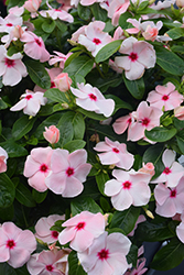 Titan Apricot Vinca (Catharanthus roseus 'Titan Apricot') at Lakeshore Garden Centres