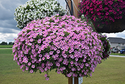 Itsy Pink Petunia (Petunia 'Itsy Pink') at Lakeshore Garden Centres