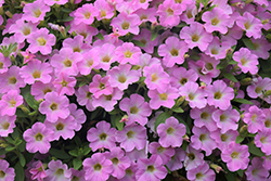 Itsy Pink Petunia (Petunia 'Itsy Pink') at Lakeshore Garden Centres