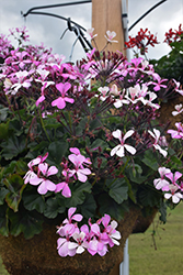 Caldera Lavender Glow plus Pink Geranium (Pelargonium 'Caldera Lavender Glow plus Pink') at Lakeshore Garden Centres