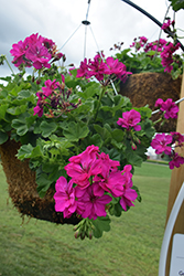 Calliope Cascade Violet Geranium (Pelargonium 'Calliope Cascade Violet') at Lakeshore Garden Centres