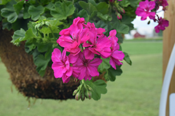 Calliope Cascade Violet Geranium (Pelargonium 'Calliope Cascade Violet') at Lakeshore Garden Centres