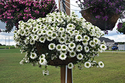 Surdiva White Fan Flower (Scaevola aemula 'Surdiva White') at Stonegate Gardens
