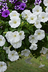 Supertunia Mini Vista White Petunia (Petunia 'USTUN87002') at Stonegate Gardens