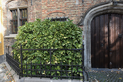 Angelon Aucuba (Aucuba japonica 'Angelon') at Lakeshore Garden Centres