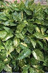 Angelon Aucuba (Aucuba japonica 'Angelon') at Lakeshore Garden Centres